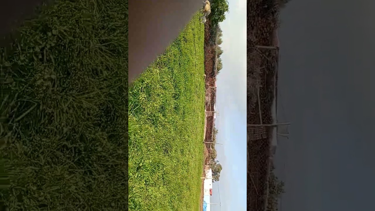 طبيعة ولاد سعيد 🌲🌿🍃 الخلابة 