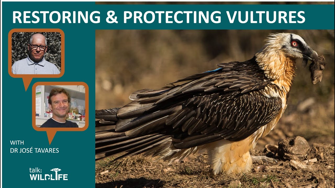talk: Restoring and protecting Vultures with Dr José Tavares