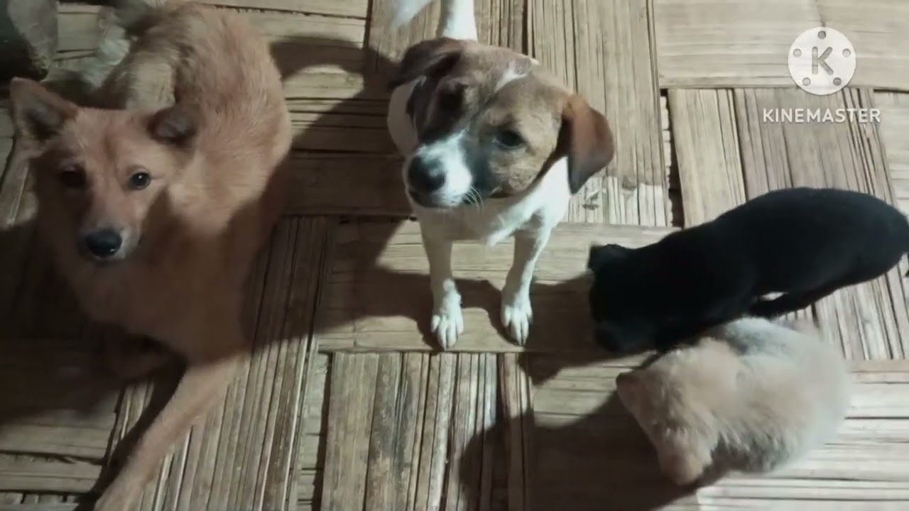 For What Dogs Are Waiting In Main Gate.Watch Till The End.