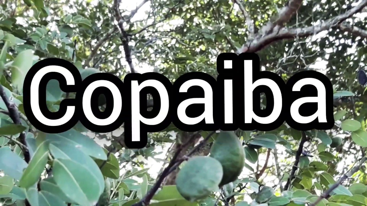 Você conhece a Copaiba? Ou  Pau de óleo?