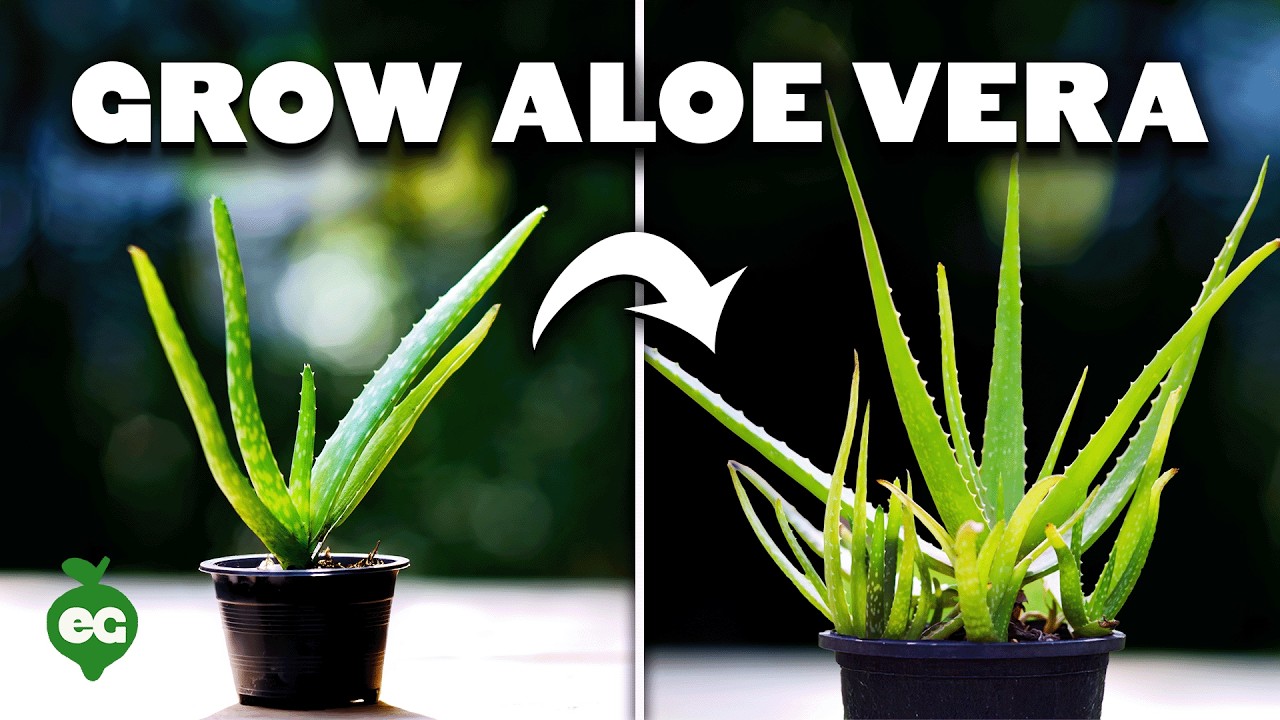 How to Grow Aloe Vera in Containers and Harvest Massive Leaves