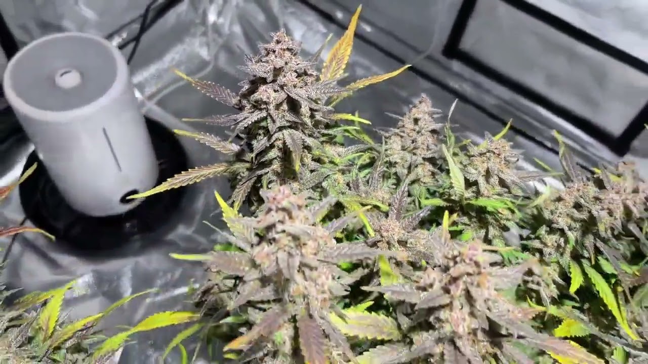 Alien Abduction Flavour Chasers Cannabis Indoor grow  Nature's Living Soil Flavour Chasers Cannabis