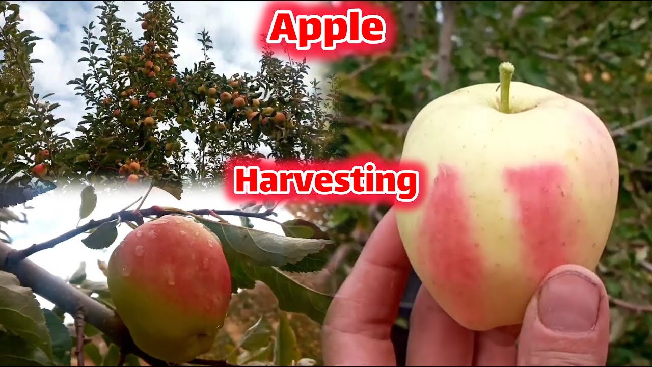 Beautiful apple 🍎 garden in harvesting day | apples are so beautiful on trees