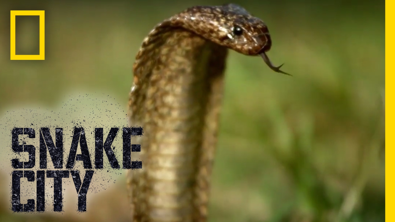 Cobra on the Hunt! | Snake City
