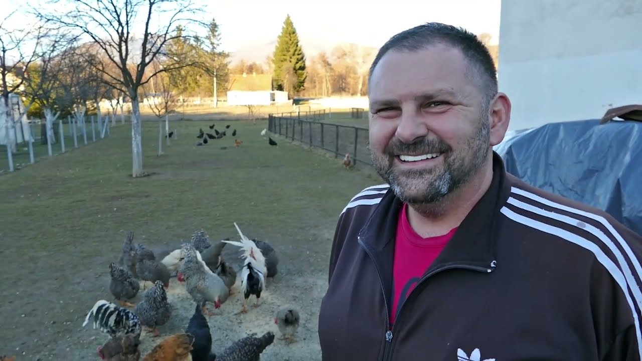 Ne može nakupiti domaćih jaja koliko se traže
