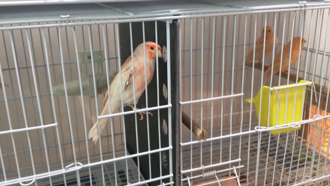 Canaries, How often should you let them breed