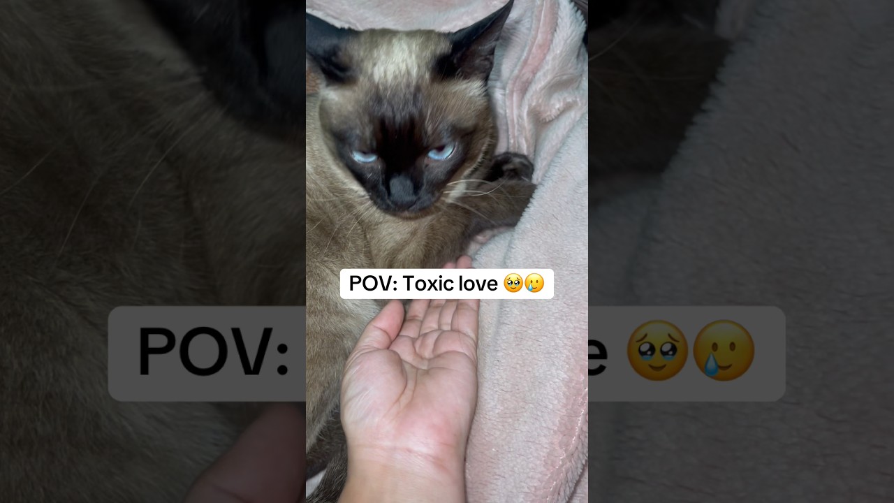 😅🥹🥹🥹🥺😨😭 Токсичный любитель кошек #кошачьишутки #красиваякошка #кошачьишутки #кошка #кошачьишорты ...