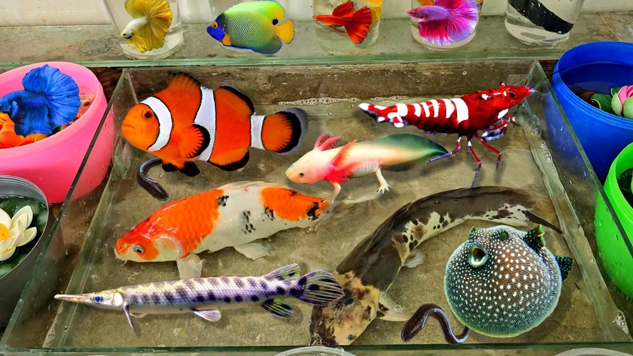 Video bắt cá cảnh dễ thương, cá chim, cá lau kiếng, cá Axolotl, cá thần tiên