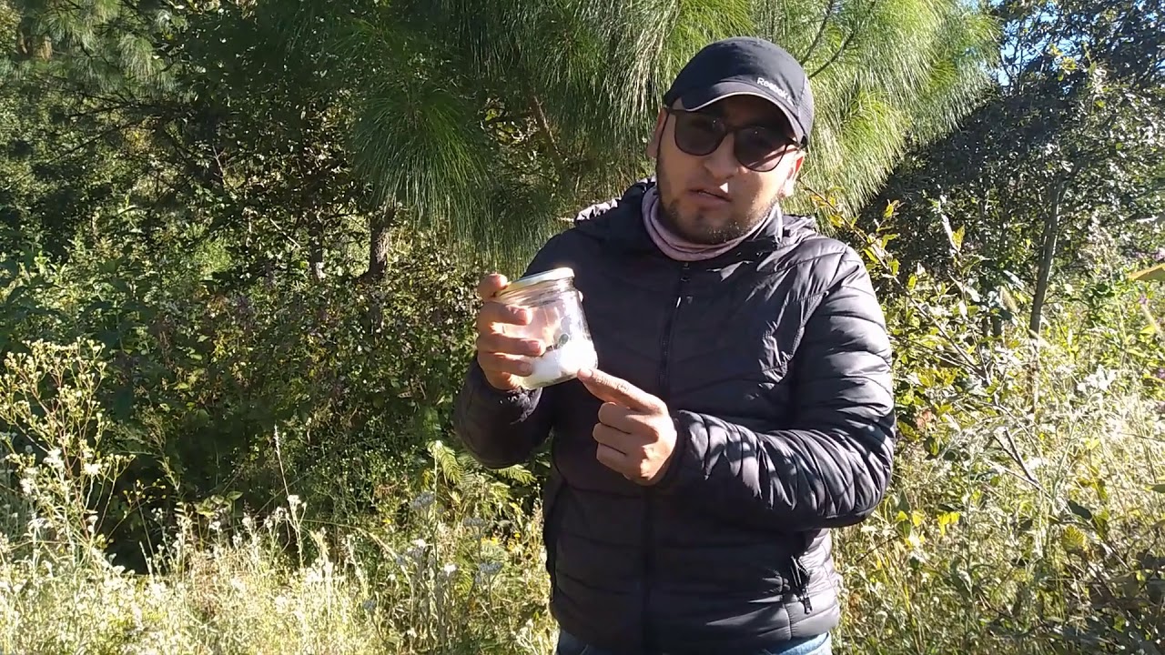 COMO HACER UN INSECTARIO, CAMARA LETAL, TECNICAS DE RECOLECCION Y MATERIALES
