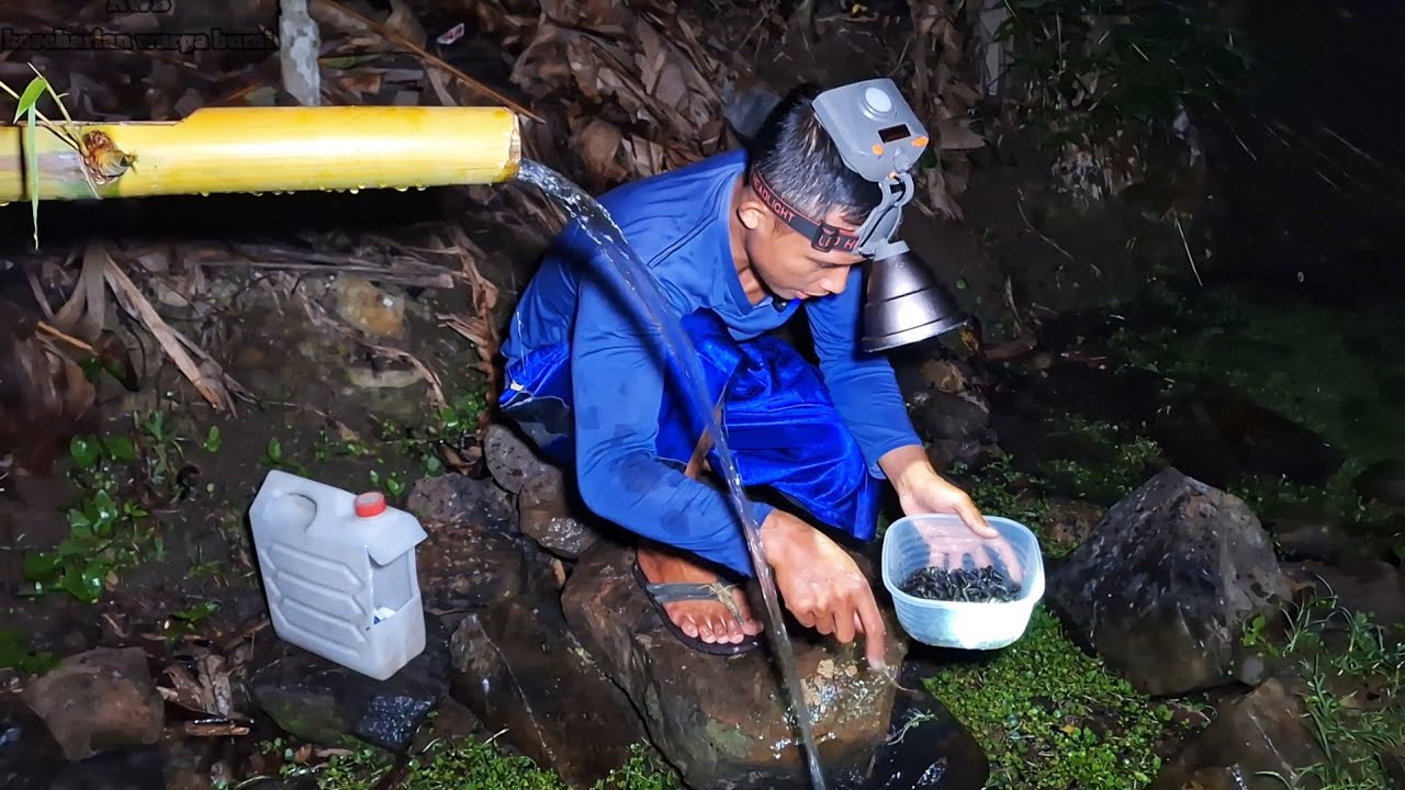 Berburu Siput Dimalam Hari, Pulang Kerja Masak Pindang Siput