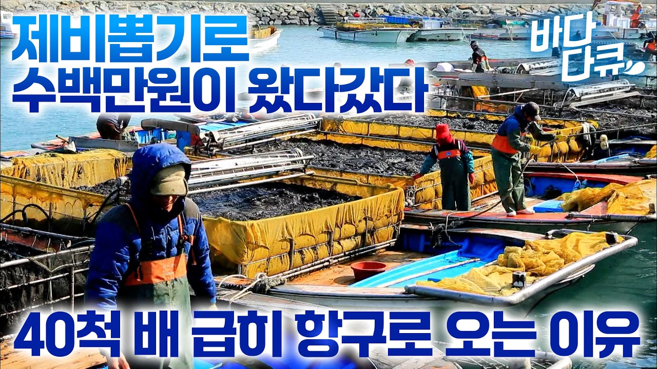 번호 확인하고 울고 웃고 난리났다! 도대체 뭐길래 이렇게들 긴장하는지/ 10시만 되면 시작하는 경매 순서 정하려는데.. 40척 배가 달라들어 빨리 오는 이유가 있다/ #바다다큐
