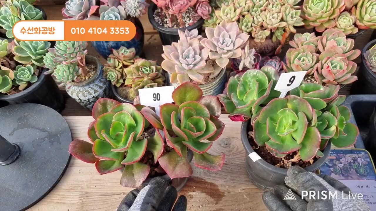 수선화공방 라이브 방송