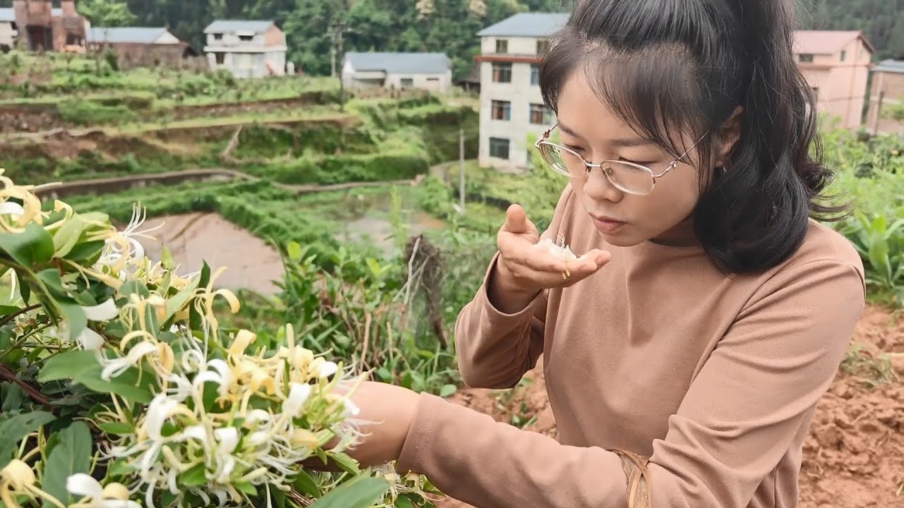 野生金銀花香味撲鼻，三嫂摘了兩大籃來做金銀花茶，又香又健康【農人家三嫂】