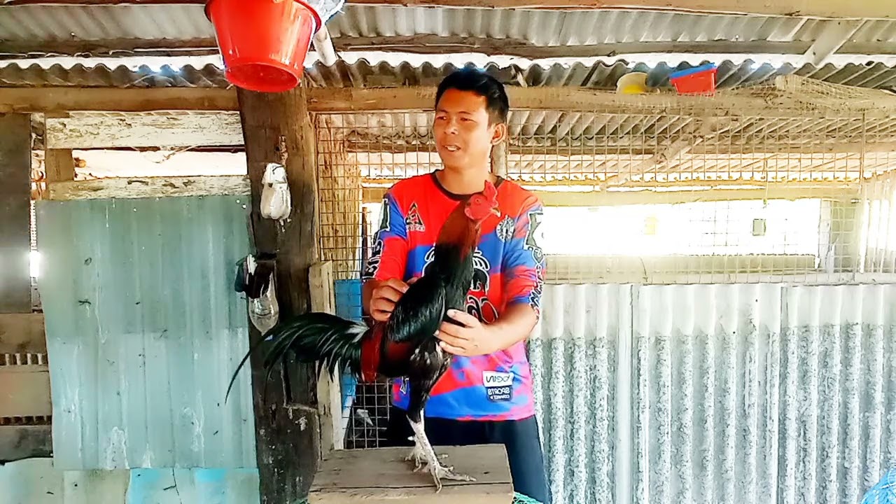 นำไก่พม่าสวยๆมาให้ชมกันครับ