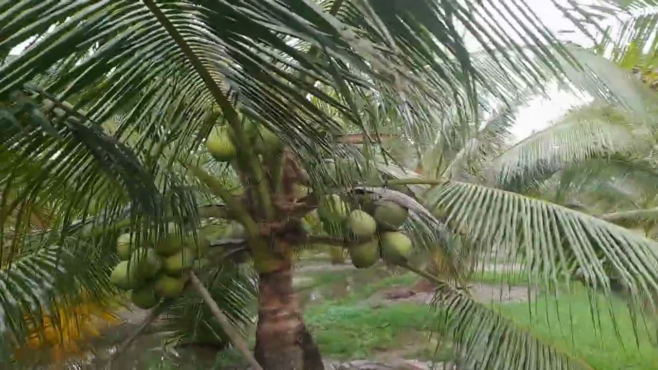 Vườn dừa ta kính Chào anh chị em trồng dừa phải chăm sóc 