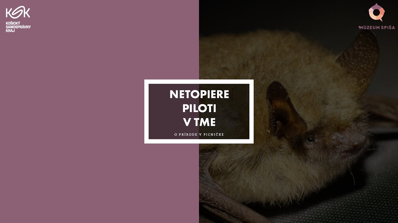 O prírode v pivničke: Netopiere – piloti v tme