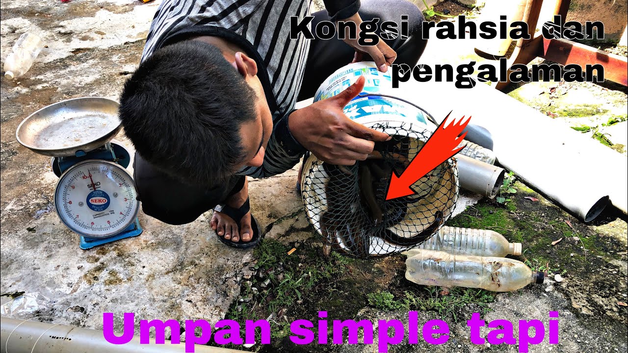 Cara Membubu Belut Dengan Betul Dan Hasil Padu