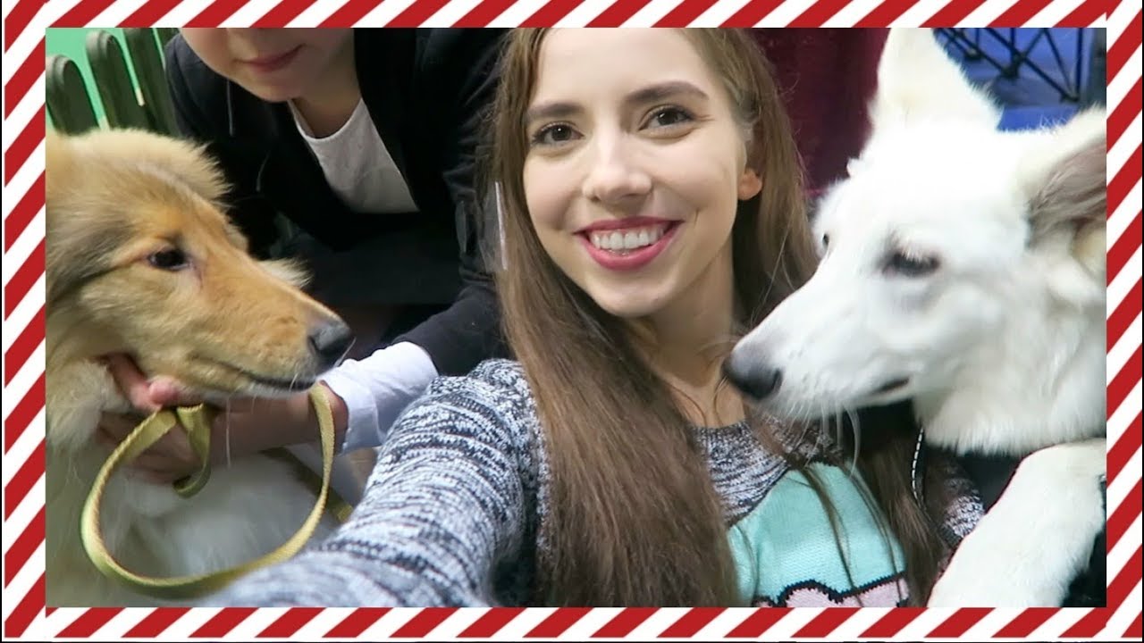 VLOGMAS 2 WYSTAWA PSÓW RASOWYCH 2017 🐶