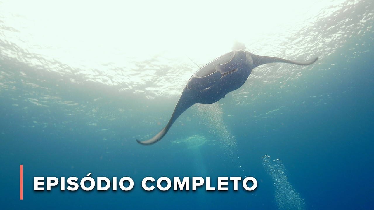 Gigantes subaquáticos de Palau: Raias manta, alforrecas e muito mais | Grande Azul Selvagem 203