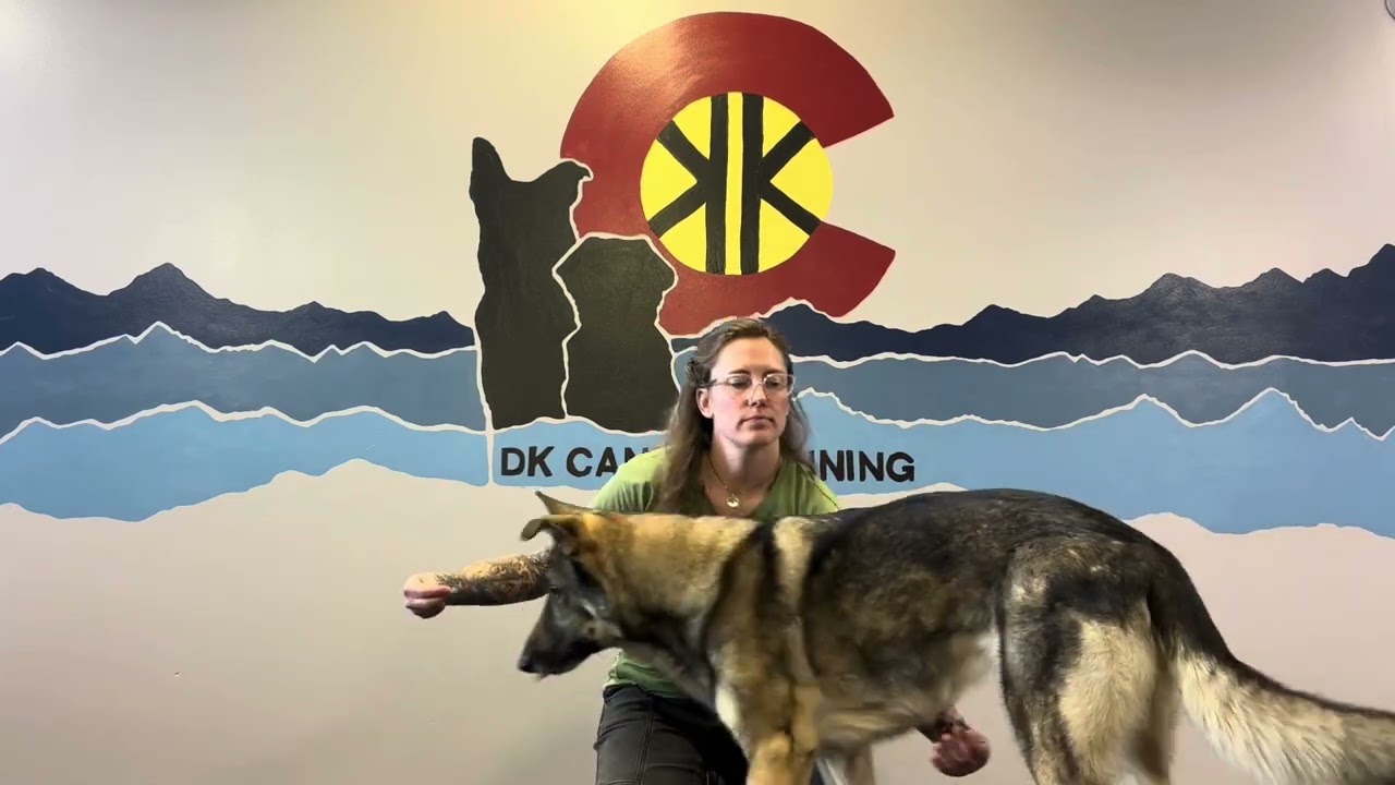 Nosework & Stand Pretty Practice 💛❤️💙 #dogcoach #dogtrainingclass 