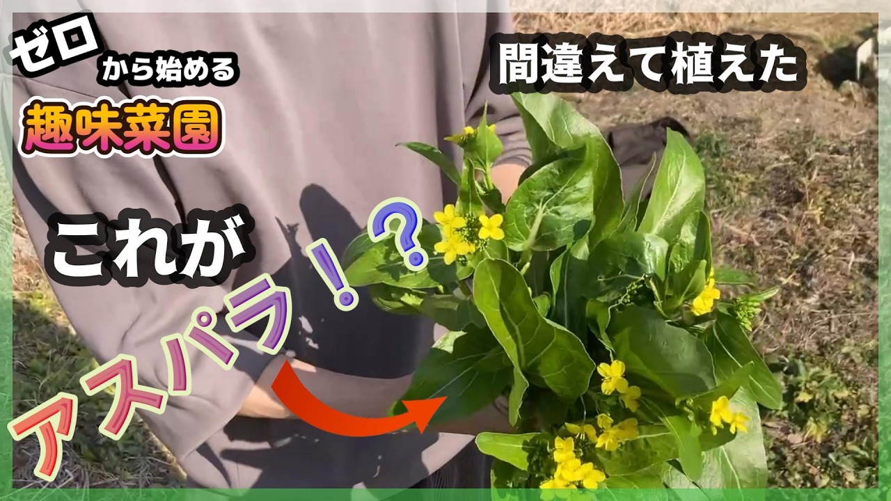 アスパラガスみたいな野菜、間違えて育てたので食べた