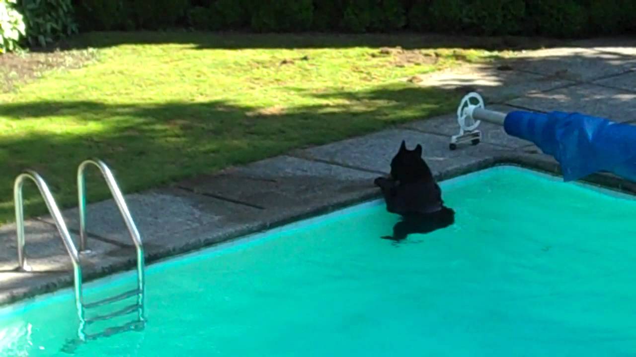 Bear In Pool