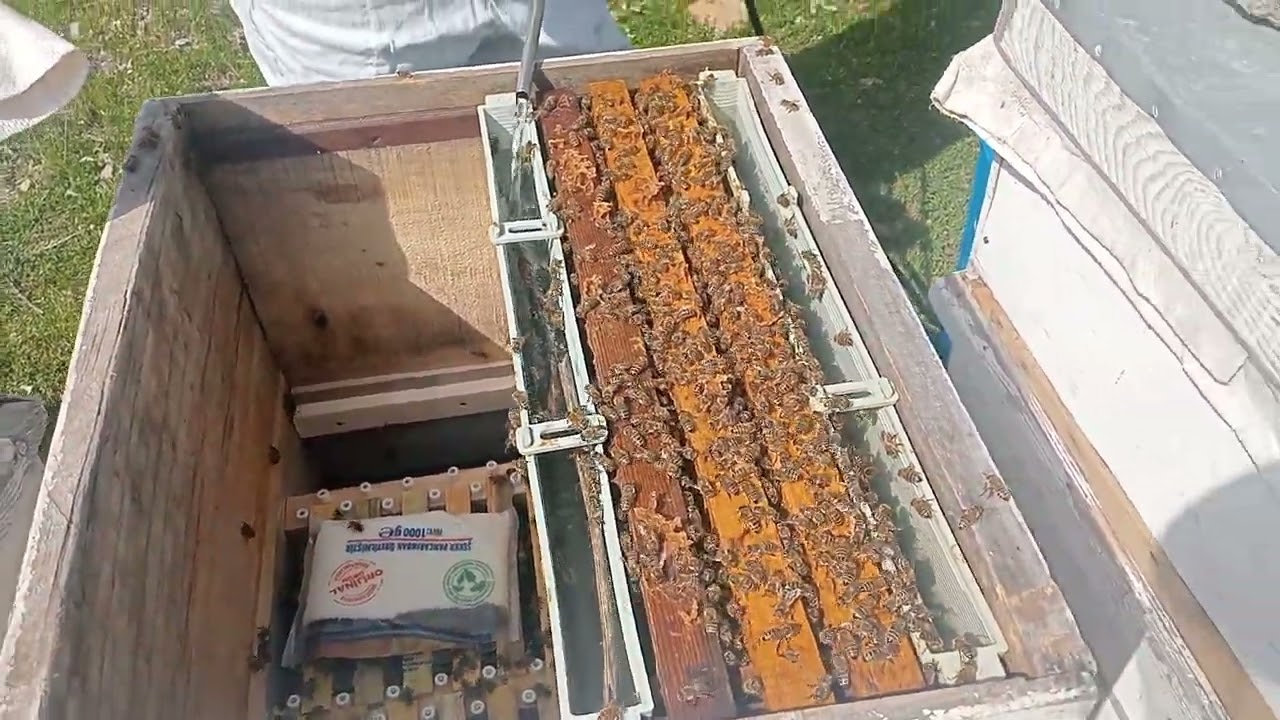 ARILARINIZI BESLERKEN BU ÜRÜNÜ KULLAN 4/5 KAT DAHA FAZLA KAZAN BU TOZ MUCİZELER YARATIR SENDE KAZAN.