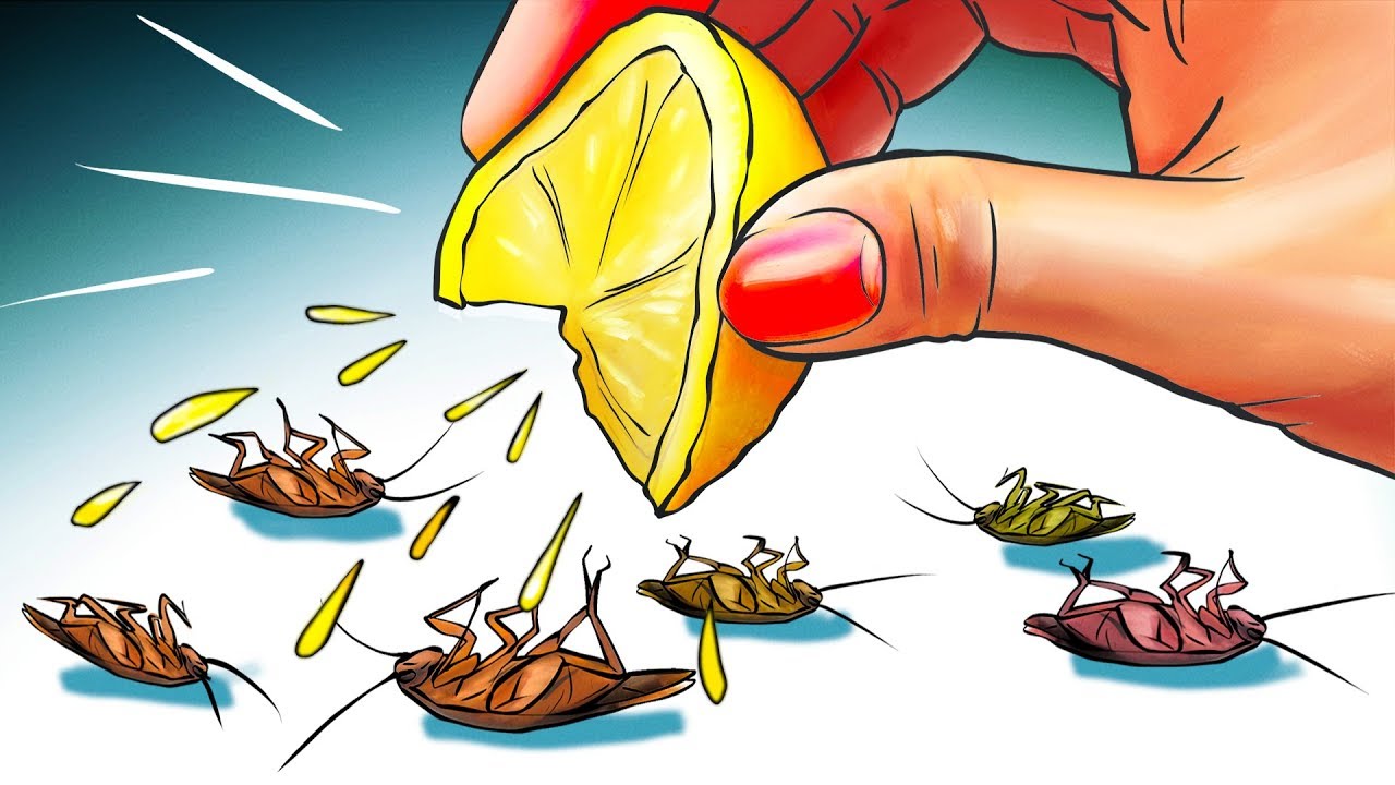 12 Natural Ways to Get Rid of Cockroaches Permanently
