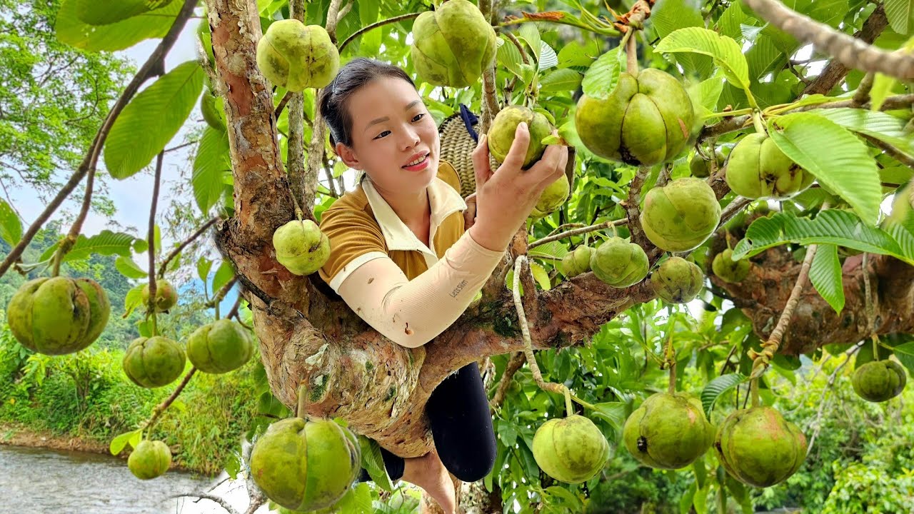 Harvest natural fruits Goes to the market to sell & Garden - Build green life | Trieu Mai Huong