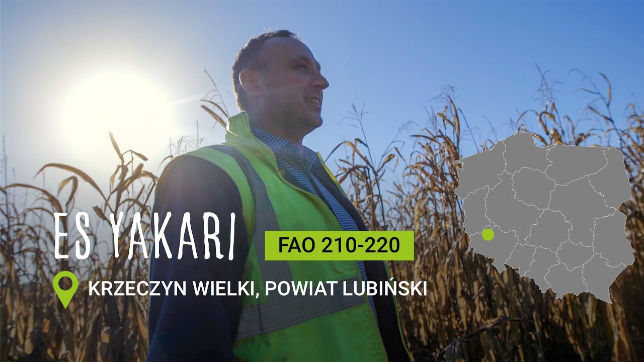 🌽 Test odmiany kukurydzy ES Yakari w Krzeczynie Wielkim na plantacji Urbex 🌾