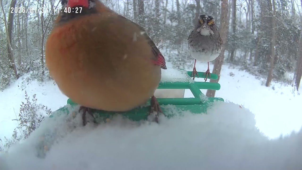 ANGRY Cardinal😡Screams at Small Bird Over Feeder! Wait for the Scream! Female Cardinal Bully