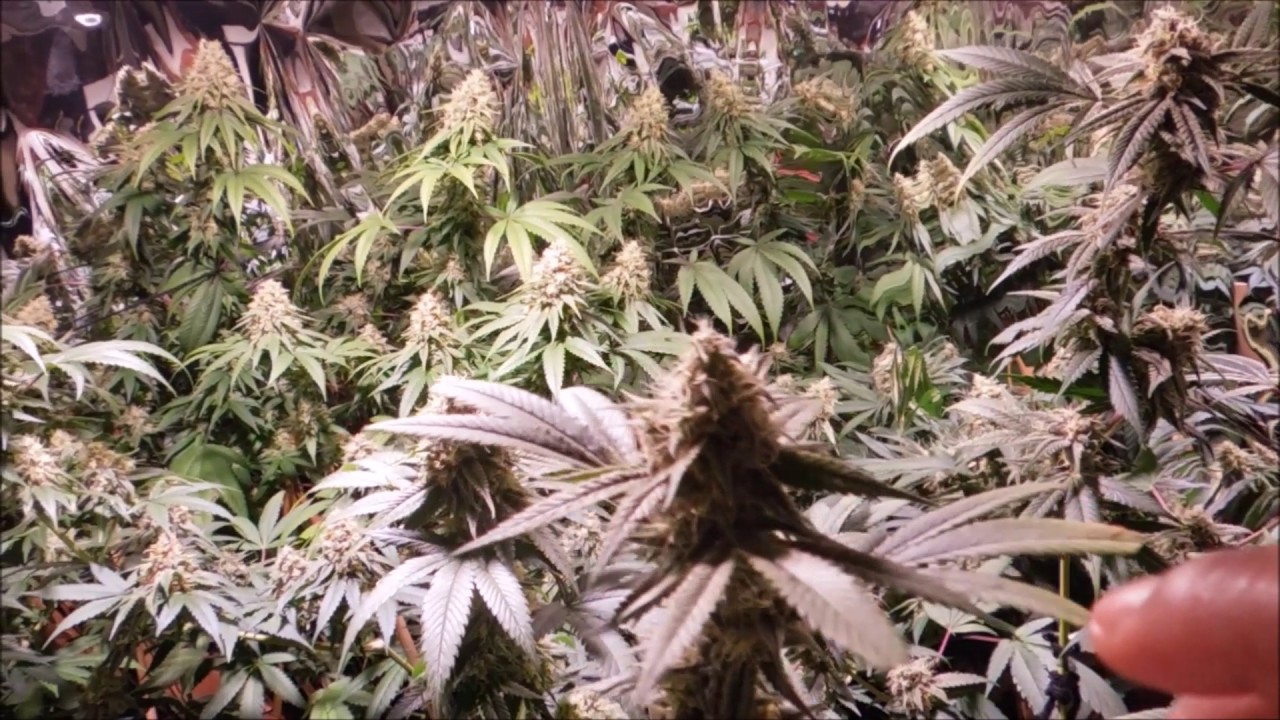 Spectrum King 400+ LED Grow Feat. Kanna Genetics & Trichome Jungle Genetics Ep.5