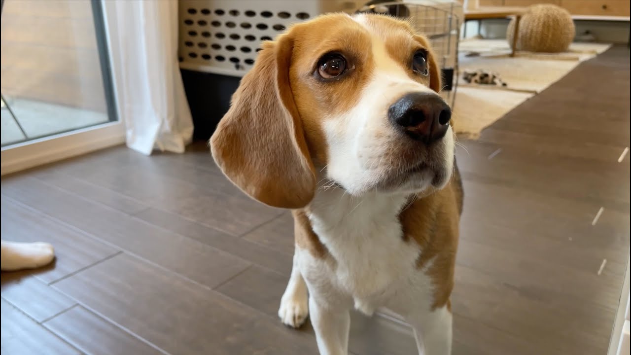 Cute beagle tries banana sandwich