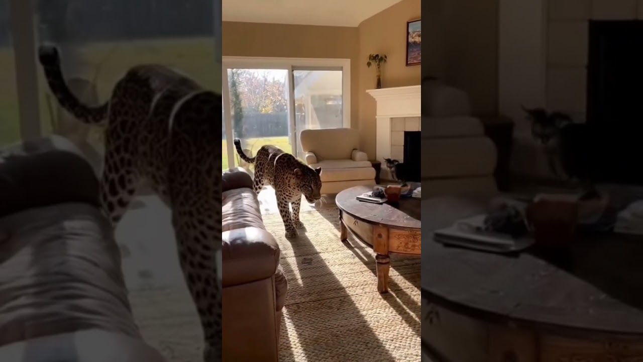 Is This Real? When a leopard breaks into a house, it never expected THIS to happen⋯⋯