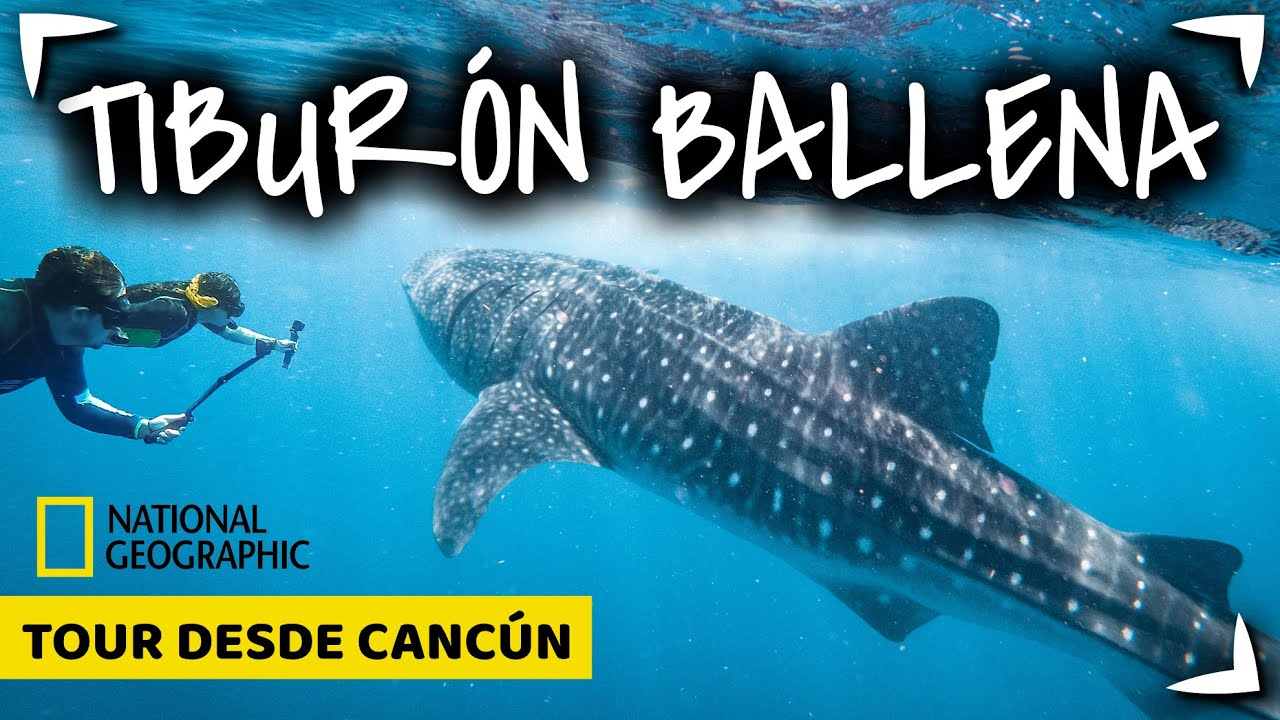 TIBURON BALLENA Tour CANCUN 🔴 NADO  GARANTIZADO ✅  ¿Holbox o Cancun? ► Cuanto mide Whale Shark Tour
