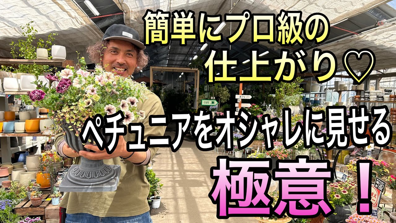 【寄せ植え】ペチュニアをおしゃれに見せる極意！