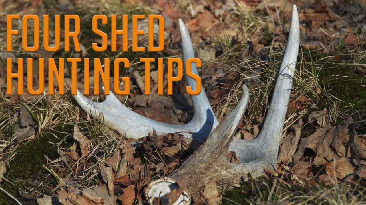 Four Shed Hunting Tips