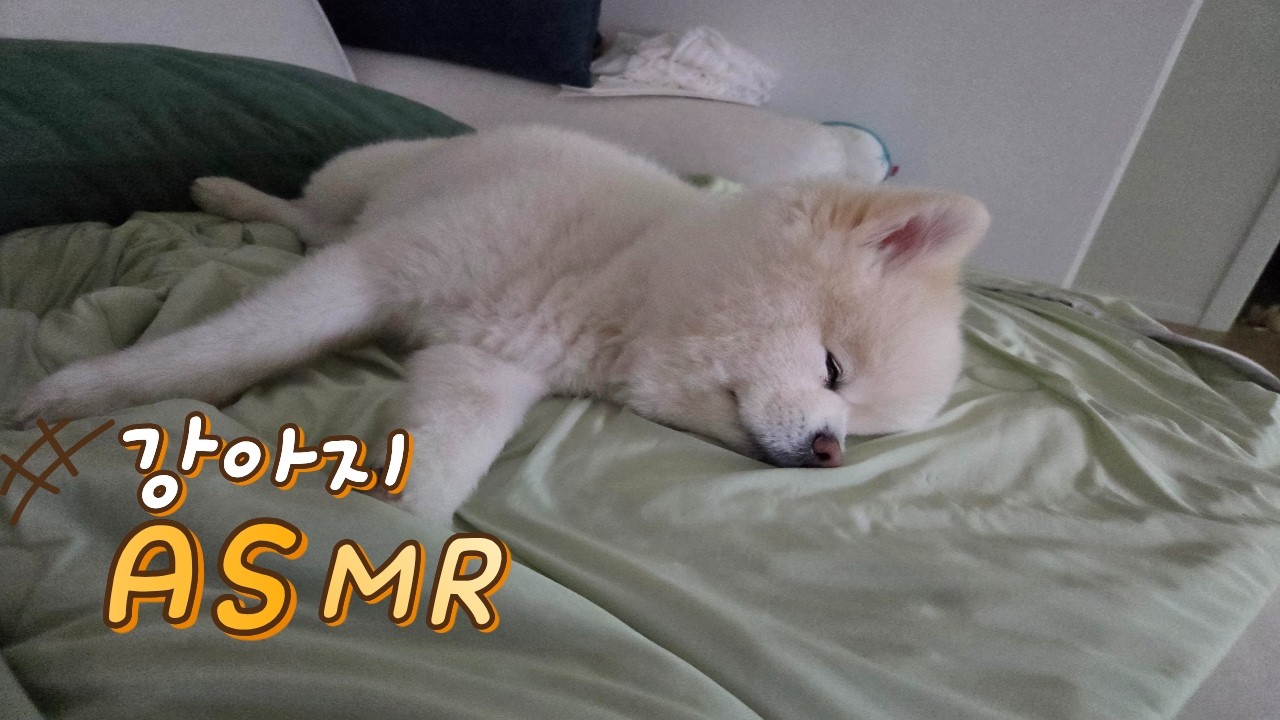 자다가 화들짝 깨는 강아지 힐링 ASMR 🐶