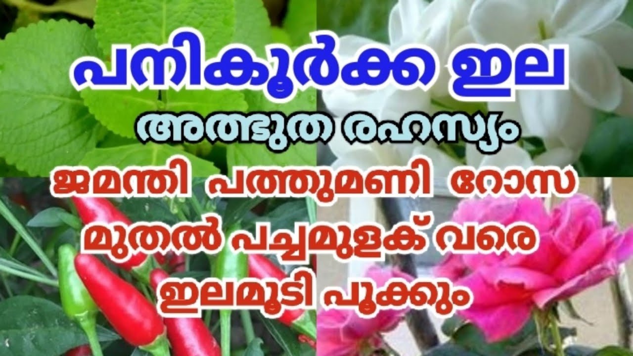 ചെടികളുടെ രക്ഷകന്‍! വീട്ടില്‍ ഇതുവേണം!പൂക്കള്‍ കുലകുത്തി | കീടങ്ങള്‍അടുക്കില്ല |  Panikkoorkka