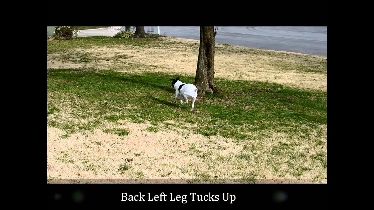 Luxating Patella Jack Russell Terrier