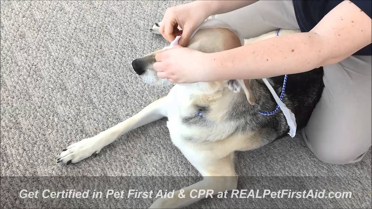 Pet First Aid Class Training:  Muzzling a dog with rolled gauze