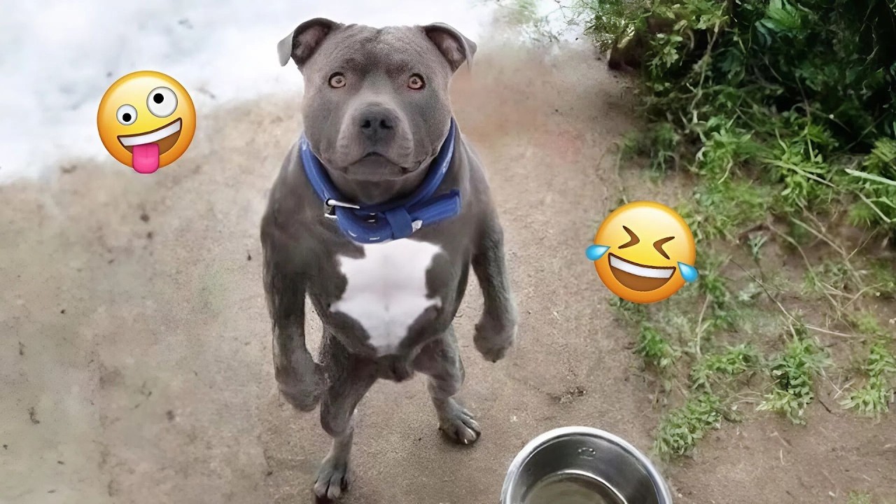 New FUNNY DOGS That Will Make You Laugh To Tears 😂🐕 Best Funny Dog Compilation 2026