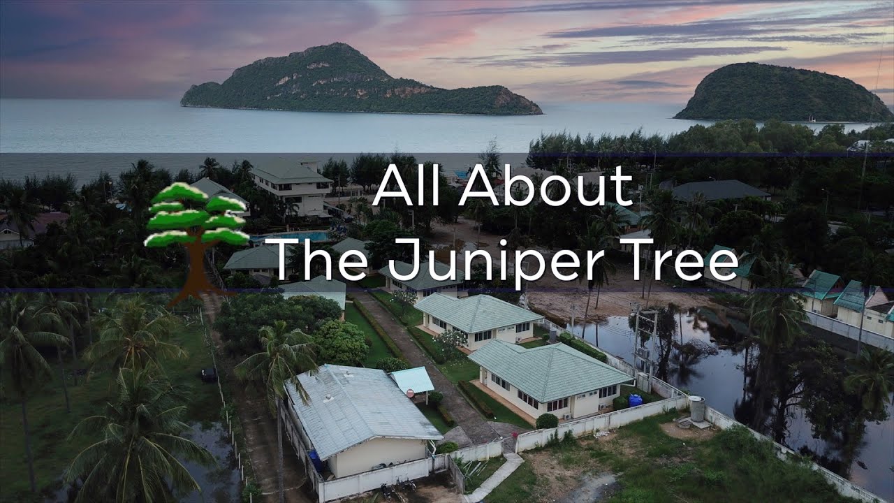 Juniper Tree - About