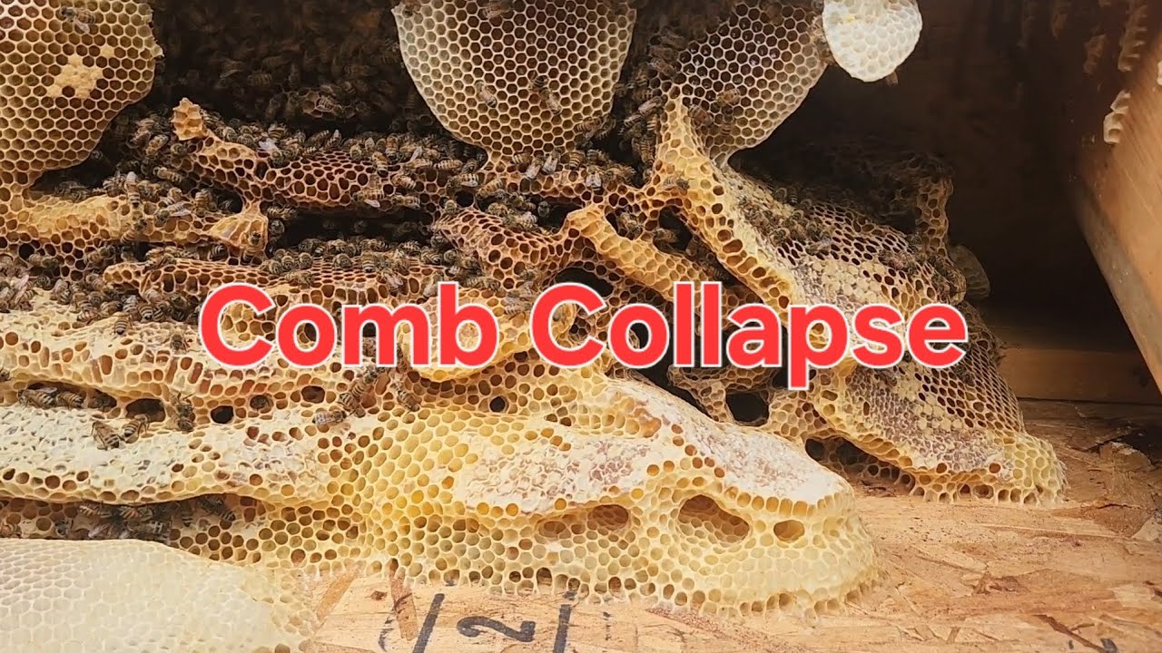 Comb Collapse