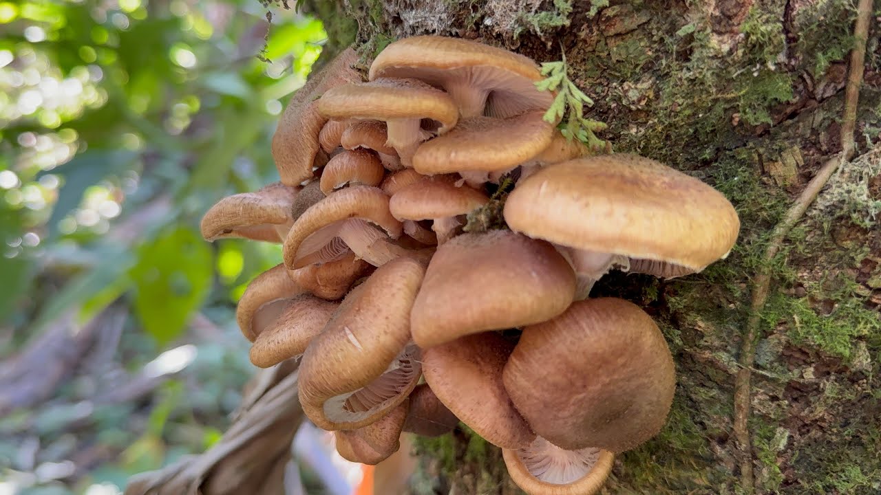 Qu belleza Dios nuestro señor nos regala a través de la naturaleza 🍂 