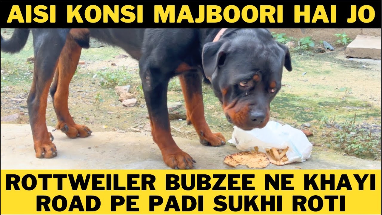 Rottweiler Bubzee Ki Aisi Kya Majboori Thi Jo Road Pe Padi Sukhi Rotiyaan Khaani Pad Rahi Hai ?