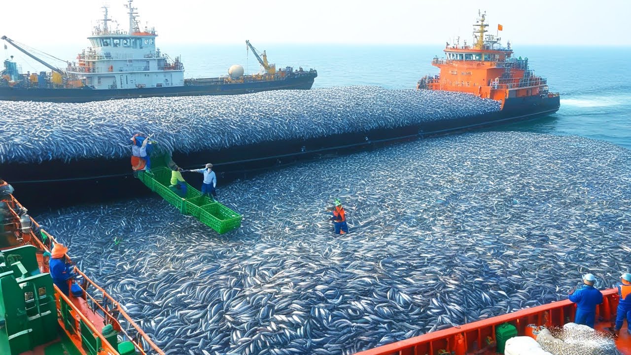 Giant tuna fishing in Alaska - Behind the scenes of the hard work of American fishermen
