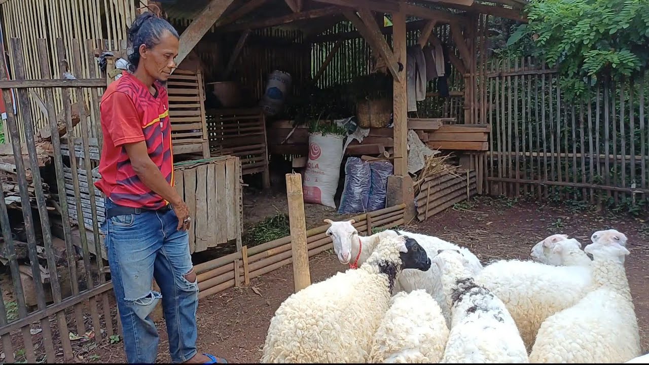 PEMUDA MULAI USAHA BETERNAK DOGAR DI GANEAS SUMEDANG