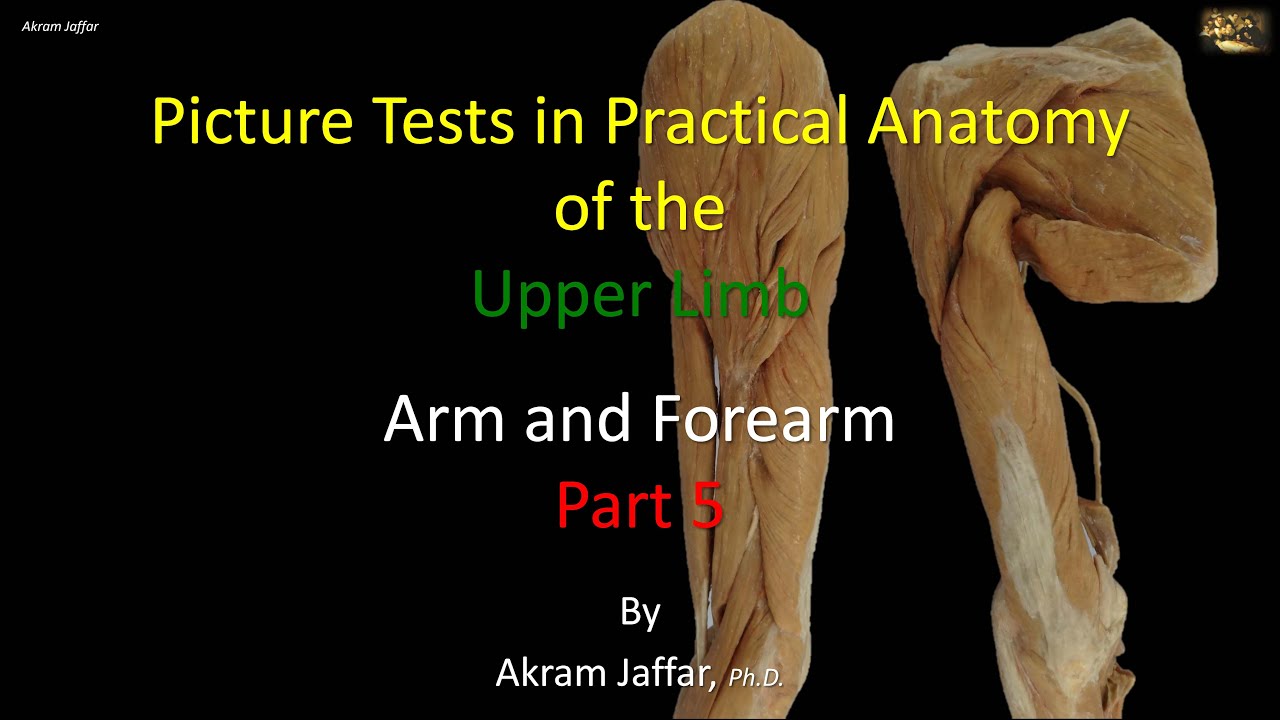 Picture tests in upper limb anatomy arm and forearm 5