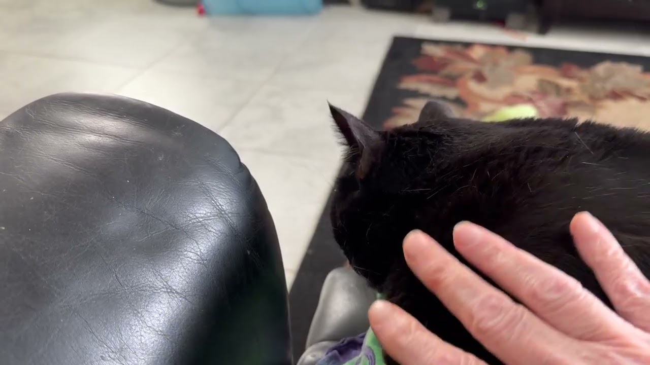 Petting Pretty Precious Piper - My Adopted Shelter Cat Vlog